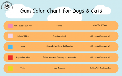 Gum-Color-Chart-for-Dogs--Cats_Logodecf4ac63bcf780f.png