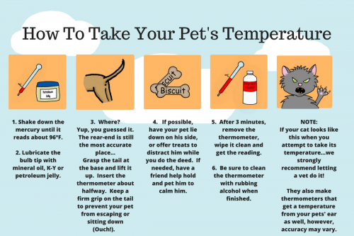 How_To_Take_Your_Pet_s_Temperature_2048x2048.pngv1535574450f3059376f743c1c0.png