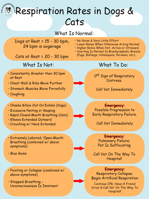 Respiratory-Rate-Infographic1_Logoeb01ffb55fc65824.png
