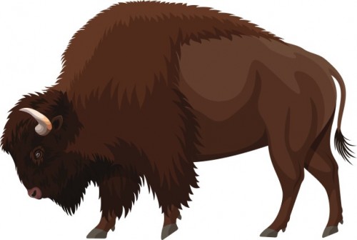 Bison_Bull_Savedc31122745de85bfa.jpg