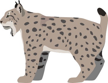 Bobcata4e541ace057843b.png