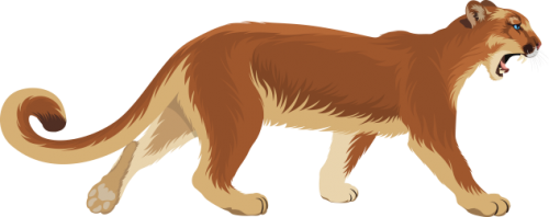 Cougar_Tom_2a8bba7b201dff9d6.png