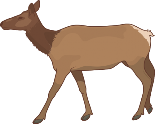 Elk_Cow201d859541ca5fc5.png