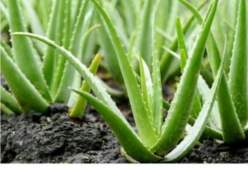Aloevera16cdfbe5a67f046b.jpg