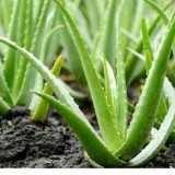 Aloevera16cdfbe5a67f046b