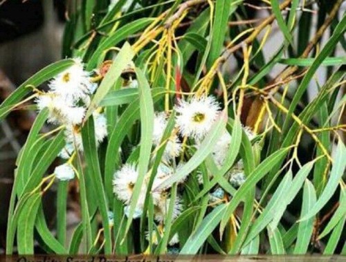 Blugam-plant-exoti025cf0dfdfbde5eb.jpg
