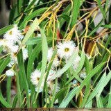 Blugam-plant-exoti025cf0dfdfbde5eb