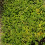 Gluveria-exotic40b06e4b7135f20b