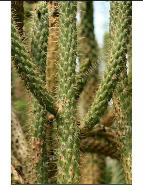 cactus8e0dfdf0be2f6e41.jpg