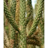 cactus8e0dfdf0be2f6e41