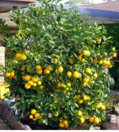 citrus4b410cab3367d3a9.jpg