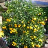 citrus4b410cab3367d3a9