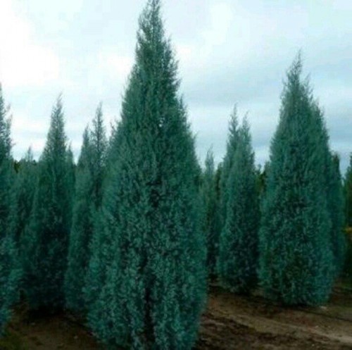 cypress-exotic36974c6fc5bbc472.jpg