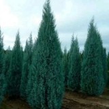 cypress-exotic36974c6fc5bbc472