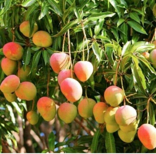 mangoae6ae9b5c37f2e35.jpg