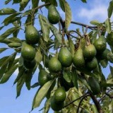 ovacadoa066f7652ae6c2cb