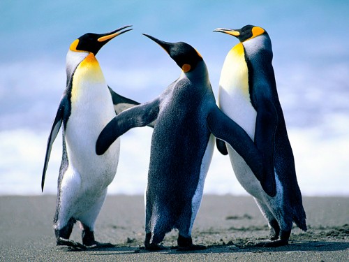 Penguins739d4f7e2d50e564.jpg