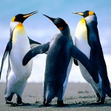 Penguins739d4f7e2d50e564