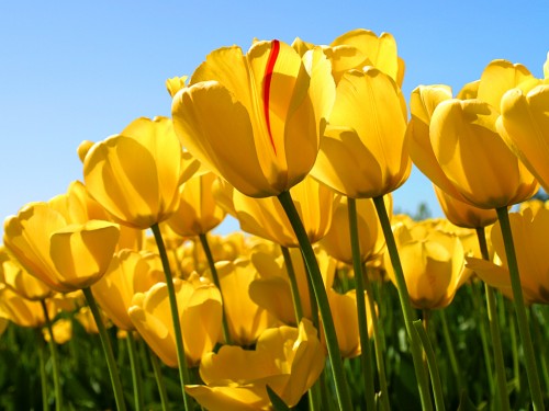 Tulipsefb73e83f222bfe8.jpg