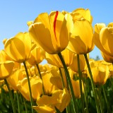 Tulipsefb73e83f222bfe8