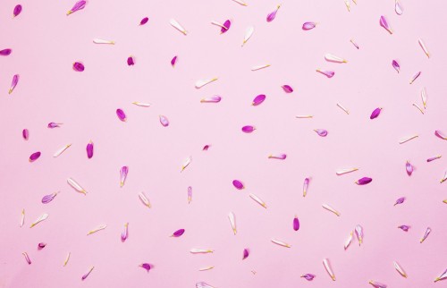 pink-petals-on-pink16765d7c0f4a9a81.jpg