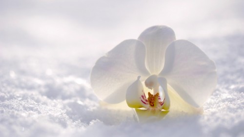 orchid-1920x1080-flower-snow-winter-white-4k-1687813744bd241368f30.jpg