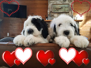 small-sheepadoodlesIMG_9522436fdf582300fdad.jpg