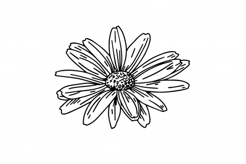 Daisy_Daisy408abe5737dd548a6.png