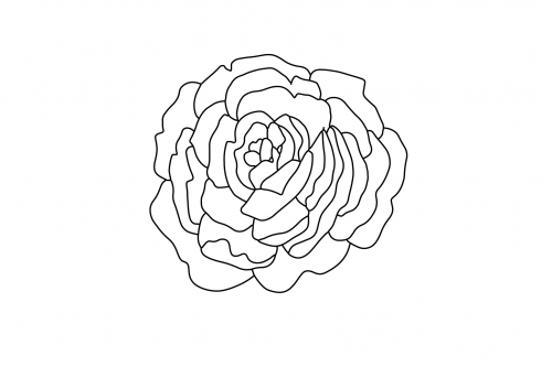 Peony_Peony593155466120fb42b.png