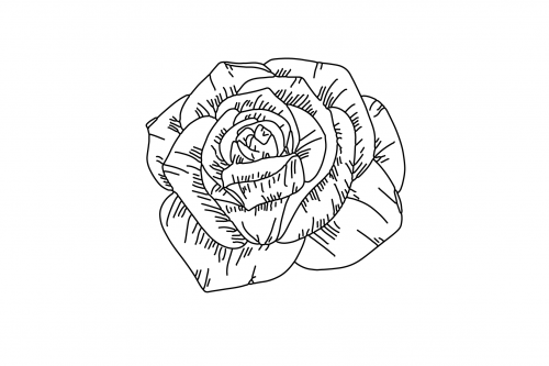 Rose_Rose6b47e6dd170a7e22e.png