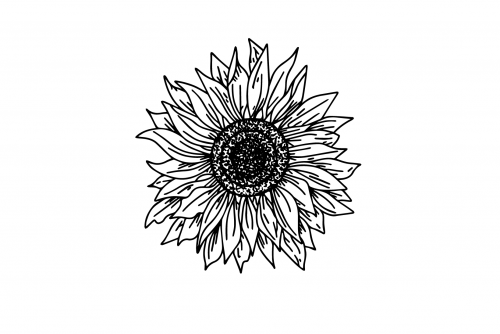 Sunflower_Sunflower4fb888cccb3ae3fc3.png