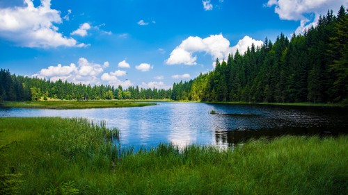 scenic-view-of-lake-in-forest-2476001d630687df1cc32c.jpg