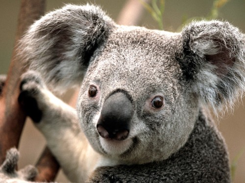 Koalae9250f961ceef432.jpg