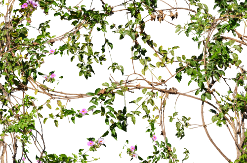 flowering-jungle-vines-flowers-png-15f8b6b430ccca22be.png