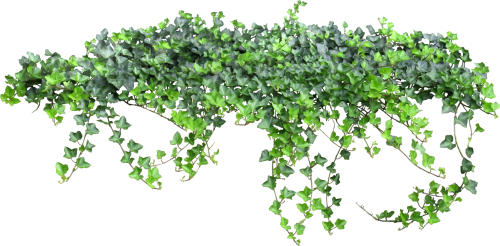 ivy-png-61ef3aed9a4926821.png