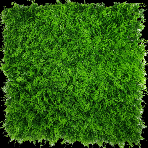 wallfern9e2674c1c539c462.png