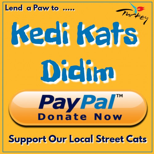 kedi-kats-DONATE63e364885f59d31d.jpg
