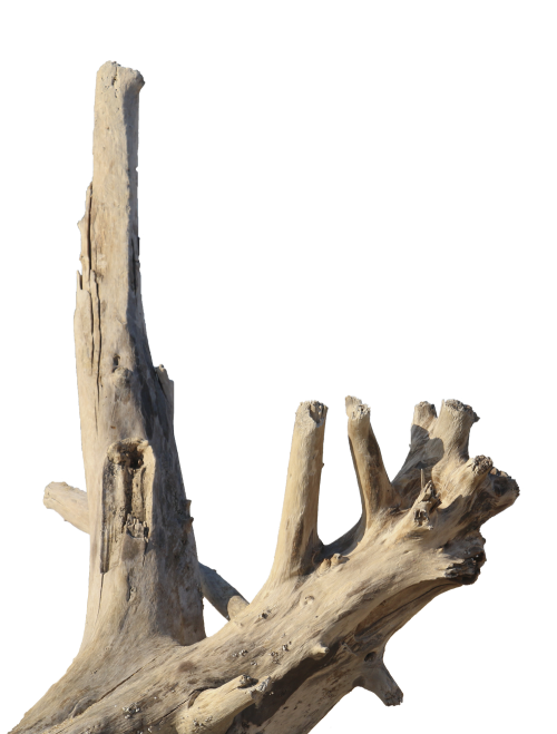 driftwoode83e135f5011cc69.png